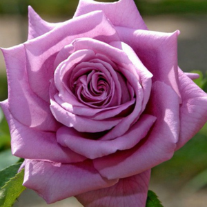 Mamy Blue - trandafiri - www.ioanarose.ro